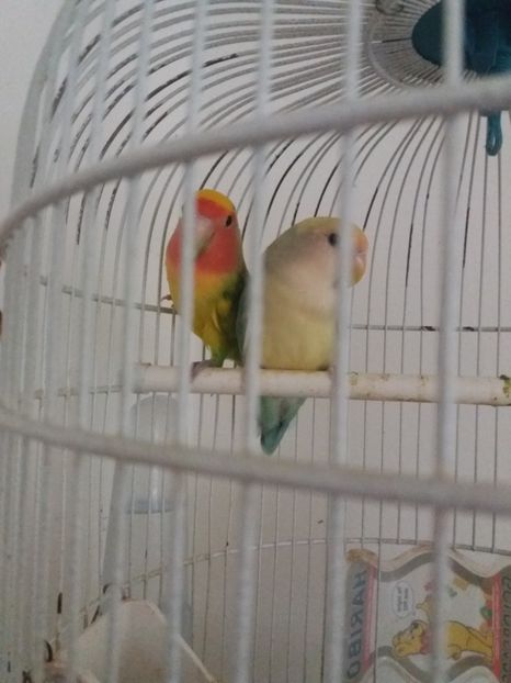  - achizitie noua agapornis