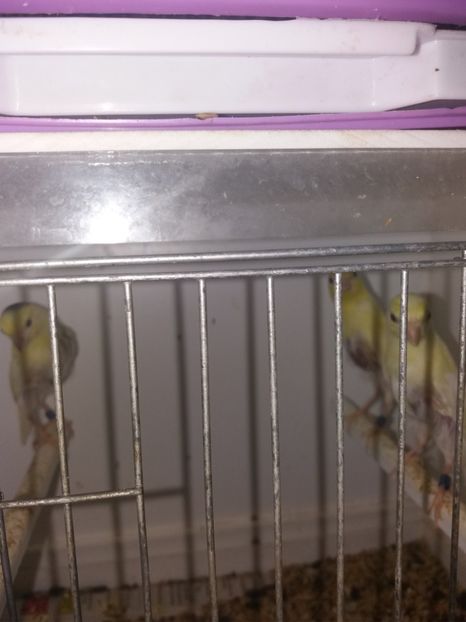  - canari razza espagniola