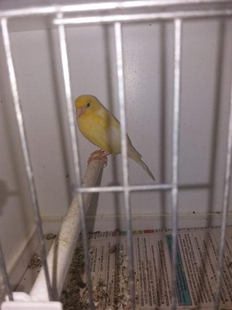  - canari razza espagniola