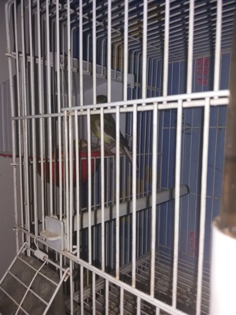  - canari razza espagniola