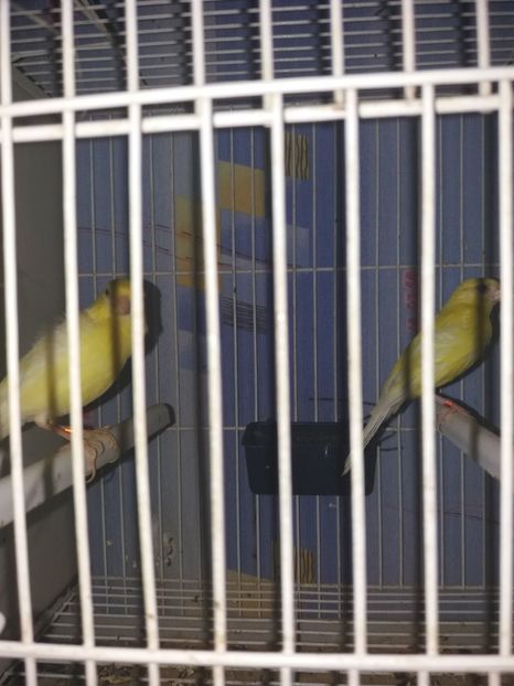  - canari razza espagniola