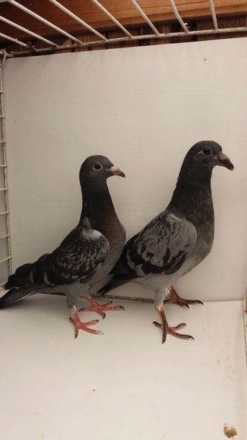 vanduti - De vanzare voiajori pui 2017