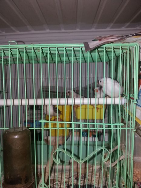  - achizitii zebre australiene si puiuti