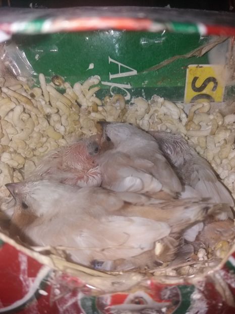  - achizitii zebre australiene si puiuti