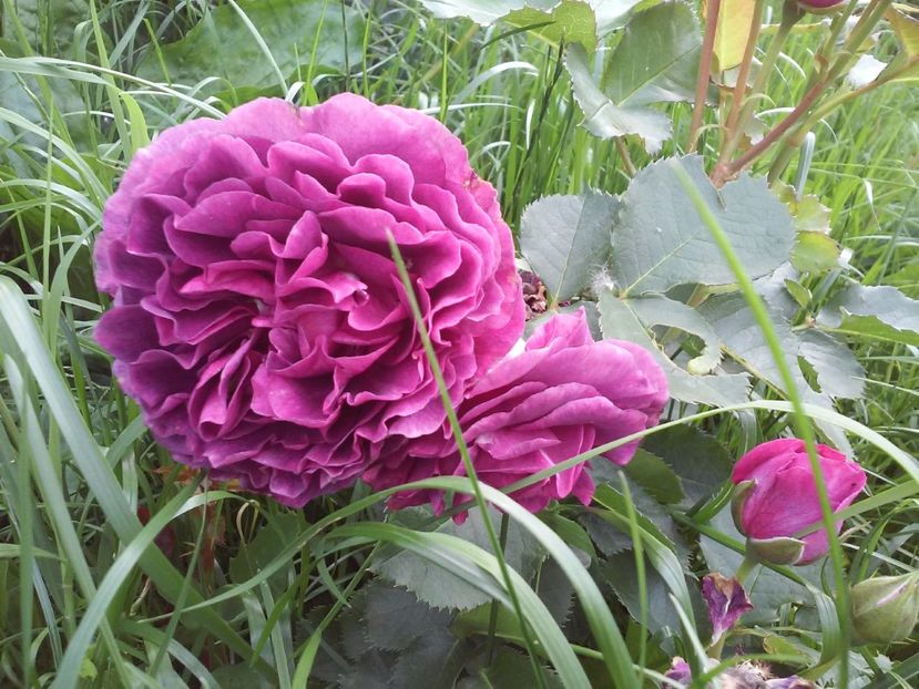 Minerva - Trandafiri 2017