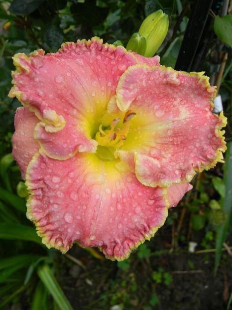 Shores of time - Hemerocallis 2017