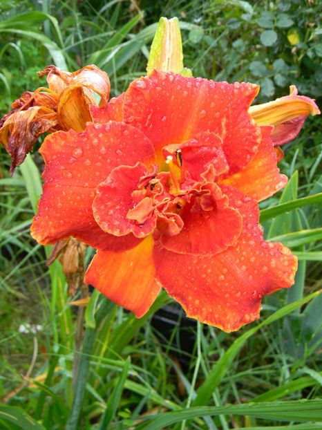 Moses fire - Hemerocallis 2017