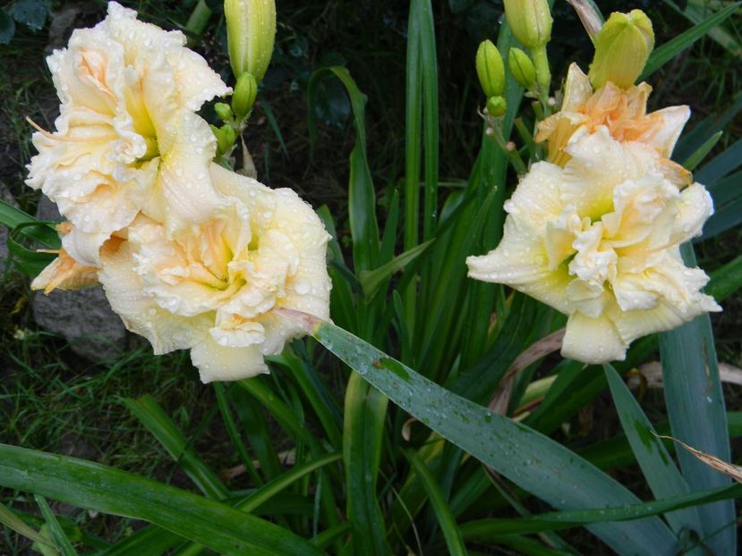 Schnickel Fritz - Hemerocallis 2017