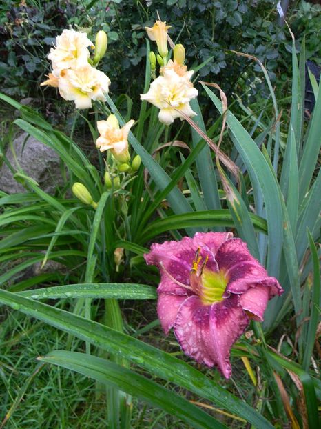  - Hemerocallis 2017