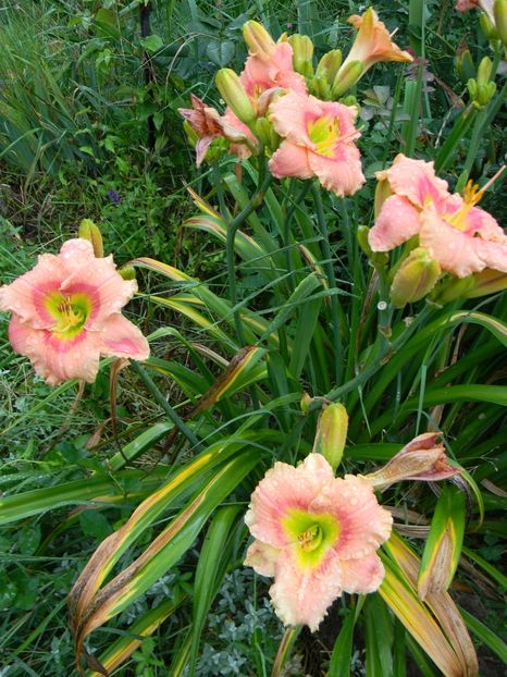 Elegant candy - Hemerocallis 2017