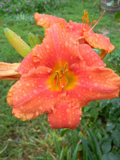 South seas - Hemerocallis 2017