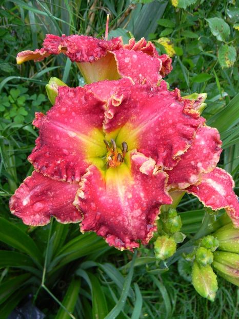 Painting the roses red - Hemerocallis 2017