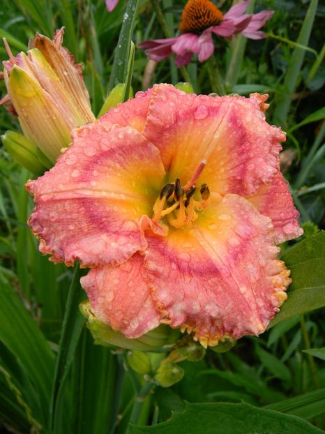 Barbara Ditmer - Hemerocallis 2017