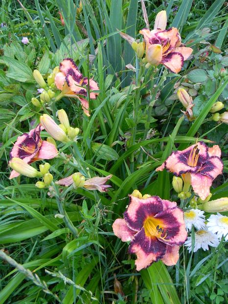 Adamas - Hemerocallis 2017