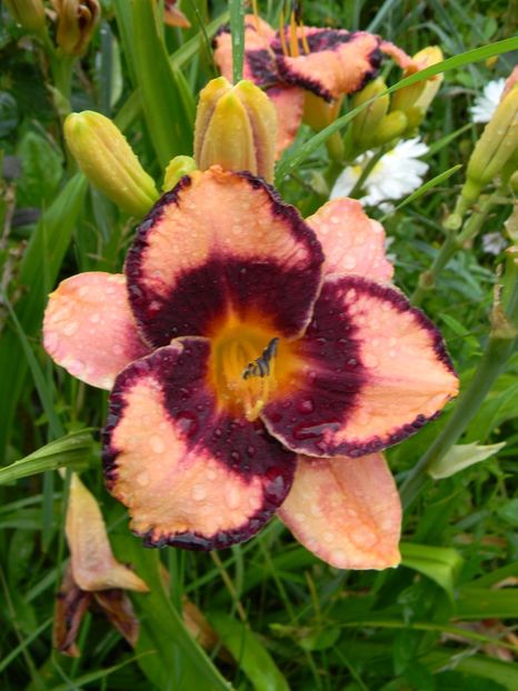 Adamas - Hemerocallis 2017