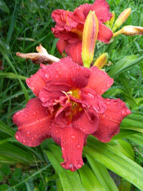  - Hemerocallis 2017