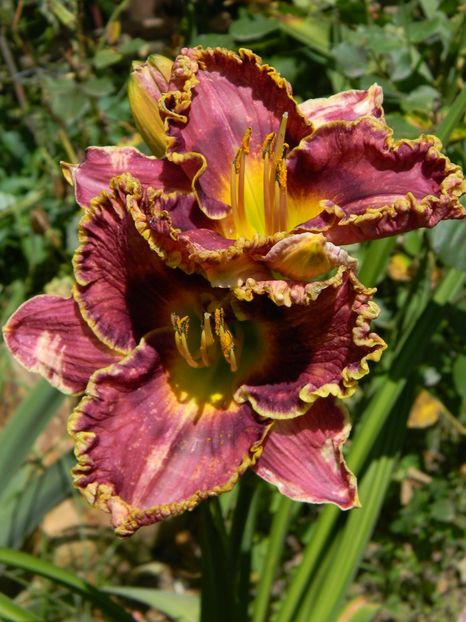 Somewhat elegant - Hemerocallis 2017