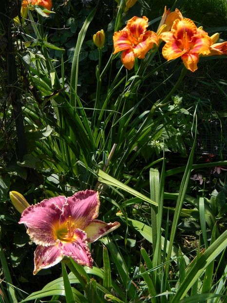 Darla anita / Tigger - Hemerocallis 2017