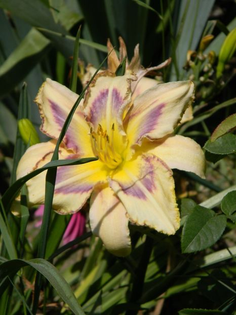Destined to see - Hemerocallis 2017