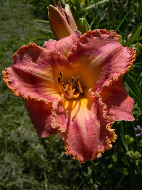 Barbara Ditmer - Hemerocallis 2017