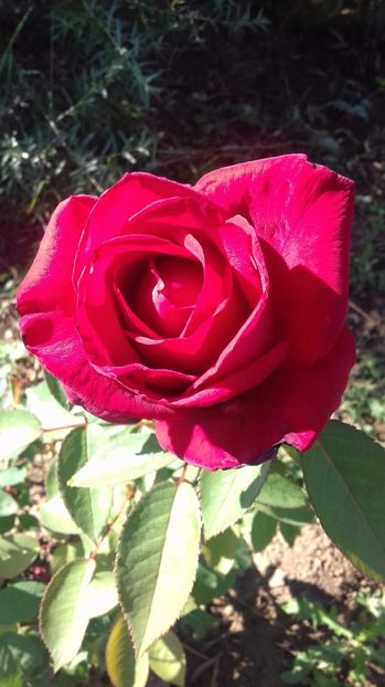  - Trandafiri-2 anul 2017