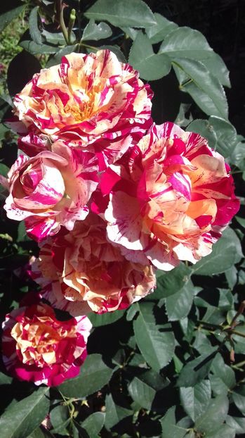  - Trandafiri-2 anul 2017