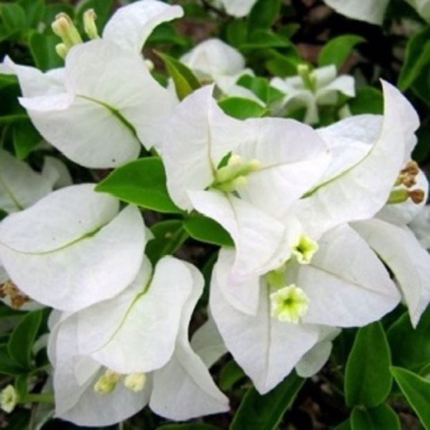 Bougainvillea alba - Bougainvillea 2015