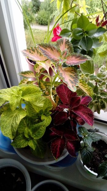  - Coleus