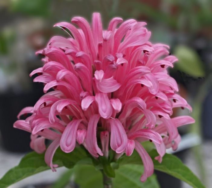 Iacobina - alte flori 2