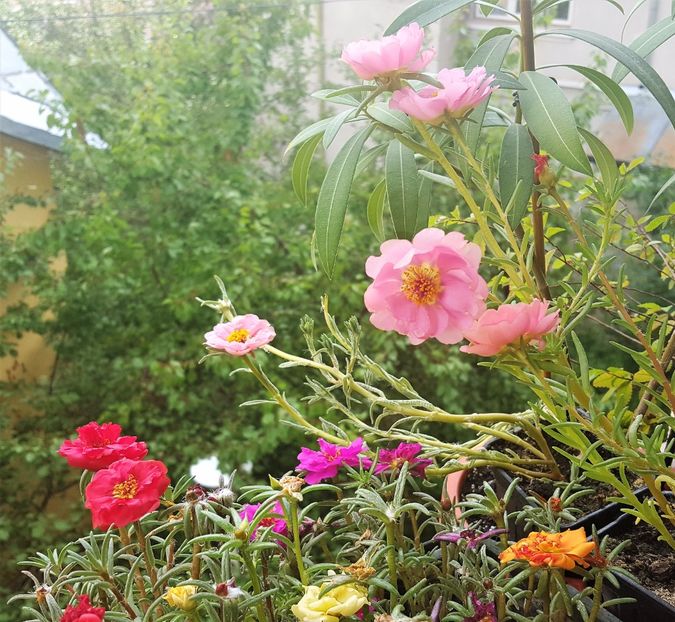  - x Alte plante cu flori