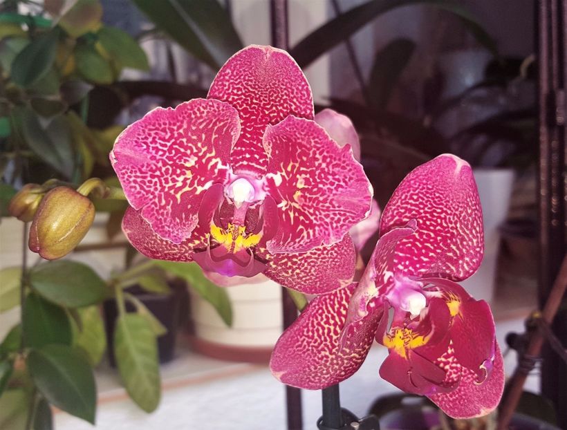  - Phalaenopsis 1