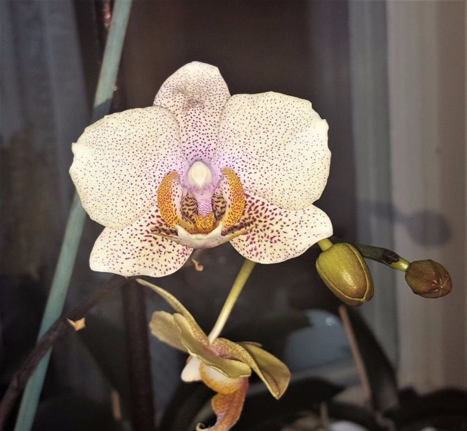  - Phalaenopsis 1