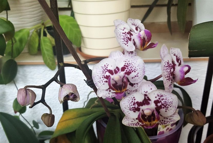  - Phalaenopsis 1