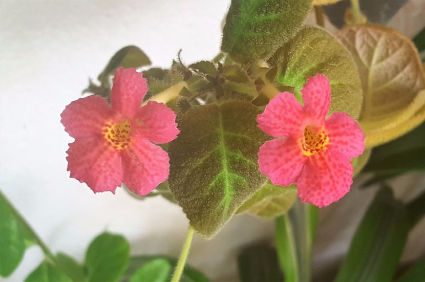  - Episcia