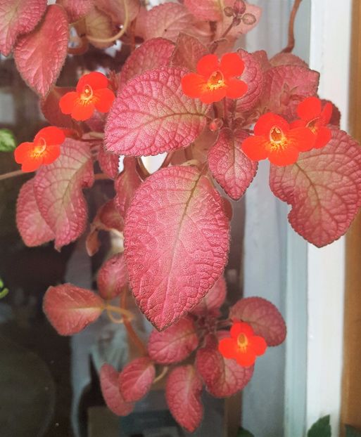  - Episcia