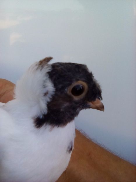 Cap albastru- dreapta - Pui 2017