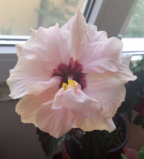  - Hibiscusi