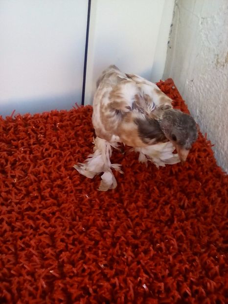 Cap castaniu 2 - Pui 2017