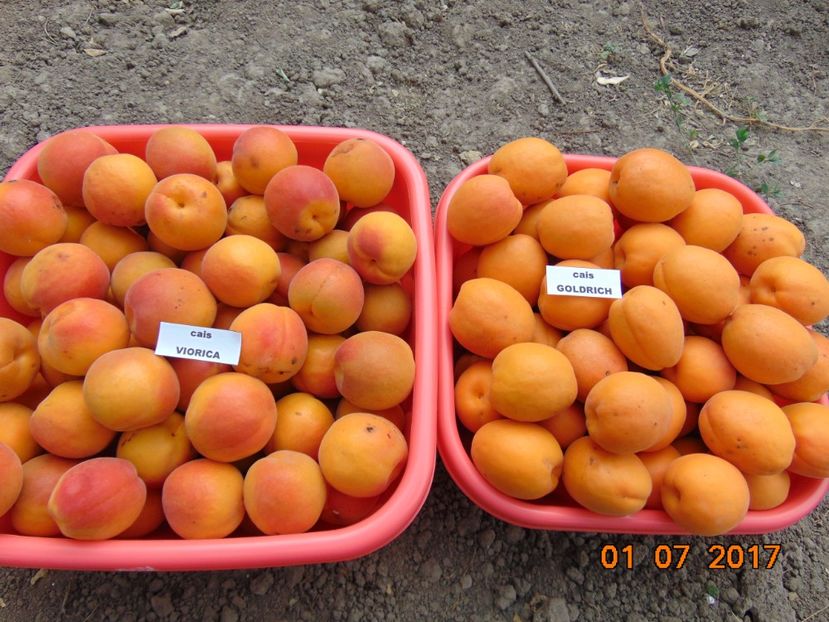 1 Iulie - ultimele Viorica si primele Goldrich - cais GOLDRICH