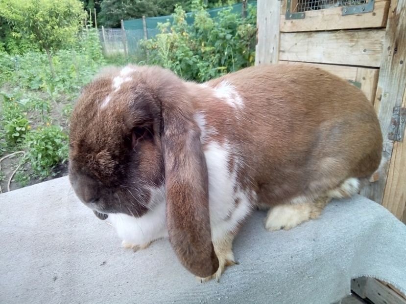  - ARHIVA IEPURI ce am avut câteva exemplare