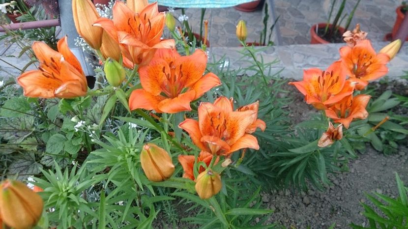  - 0 FLORI 2017 in gradina