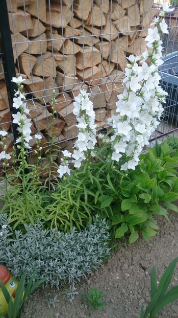  - 0 FLORI 2017 in gradina