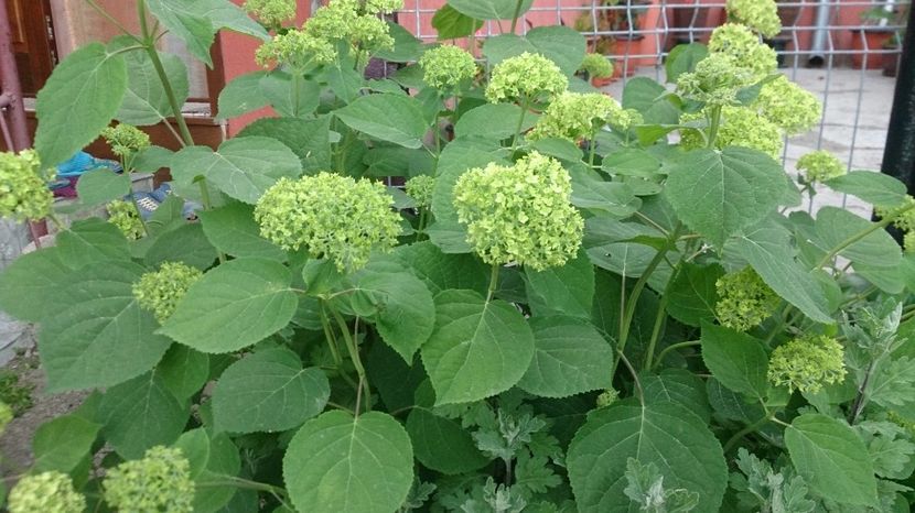  - 0 FLORI 2017 in gradina