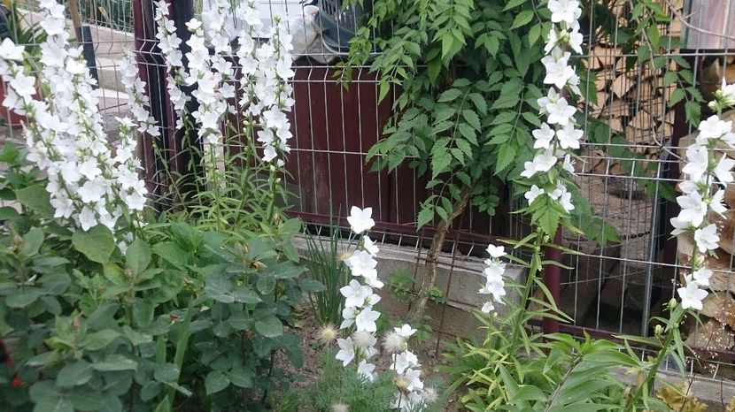  - 0 FLORI 2017 in gradina