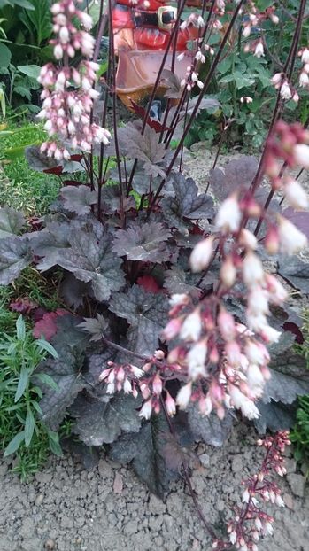  - 0 FLORI 2017 in gradina