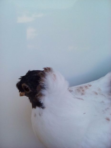 Cap albastru- stanga - Pui 2017