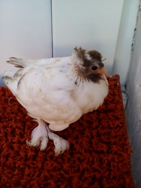 Cap castaniu nr.3 - Pui 2017