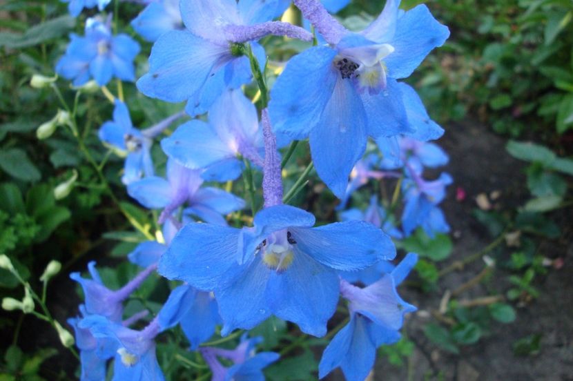  - Delphinium