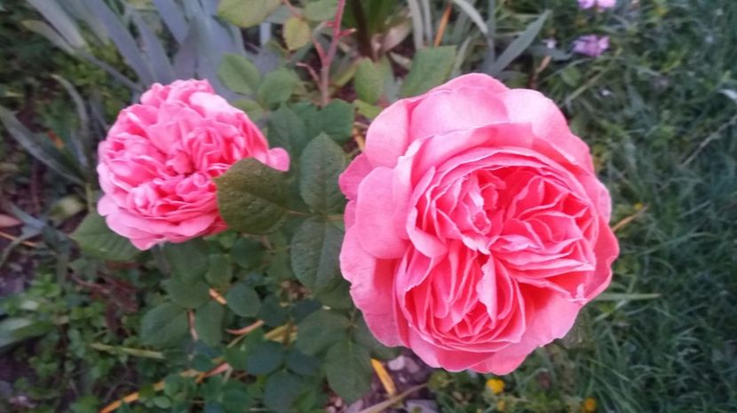 Laurent Cabrol - Trandafiri 2017