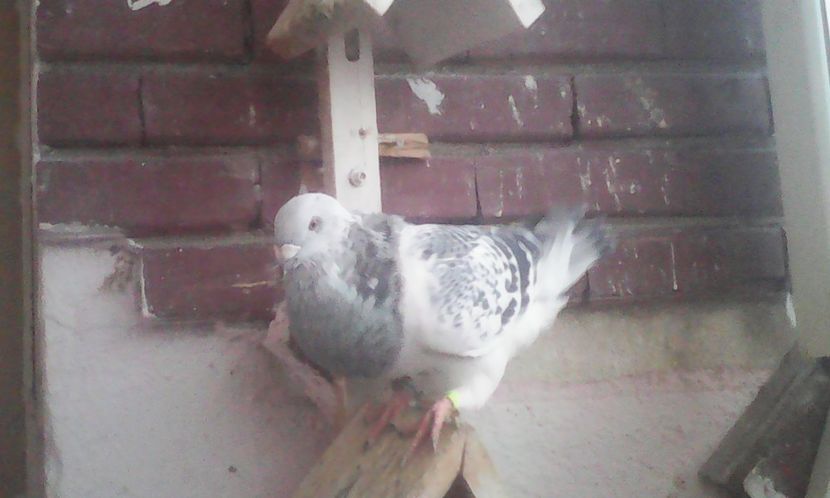 Dortmund m 2017 - PUII 2017 DIN LA FABRICA